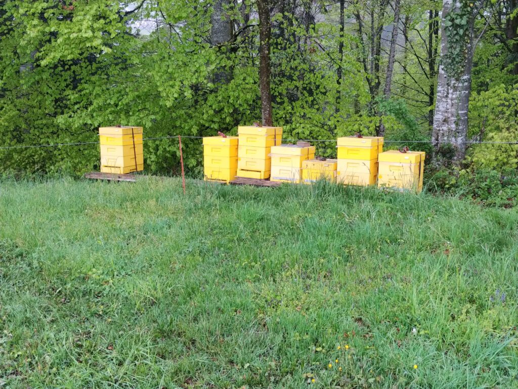 Bienenstand in Uznach